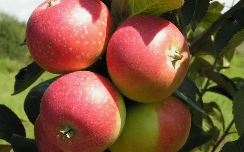 تصویر 2 از سیب جنگلی ترش برداشت تازه از مناطق کوهستانی